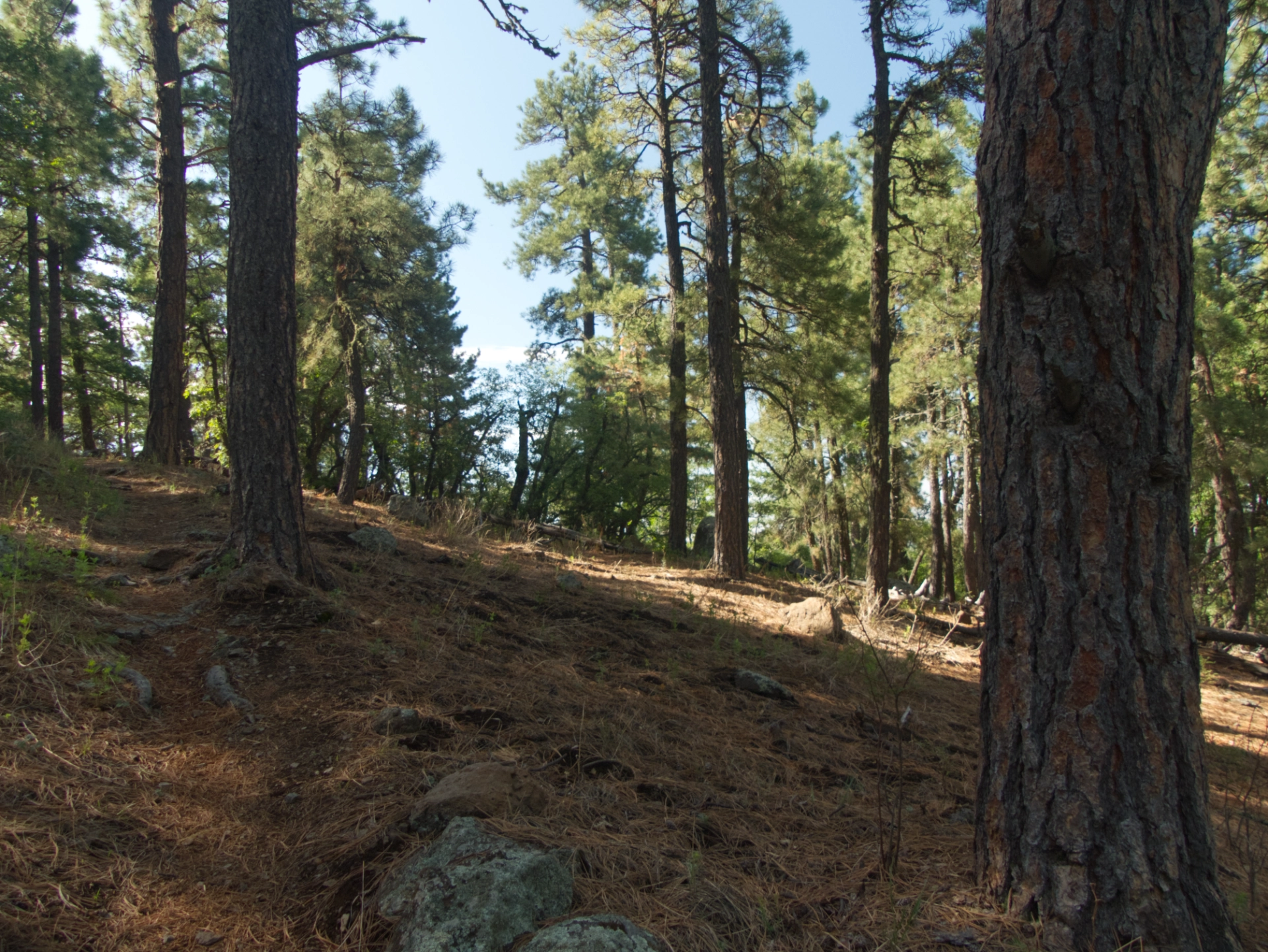 Dense pondo forest along Signal Peak Trail