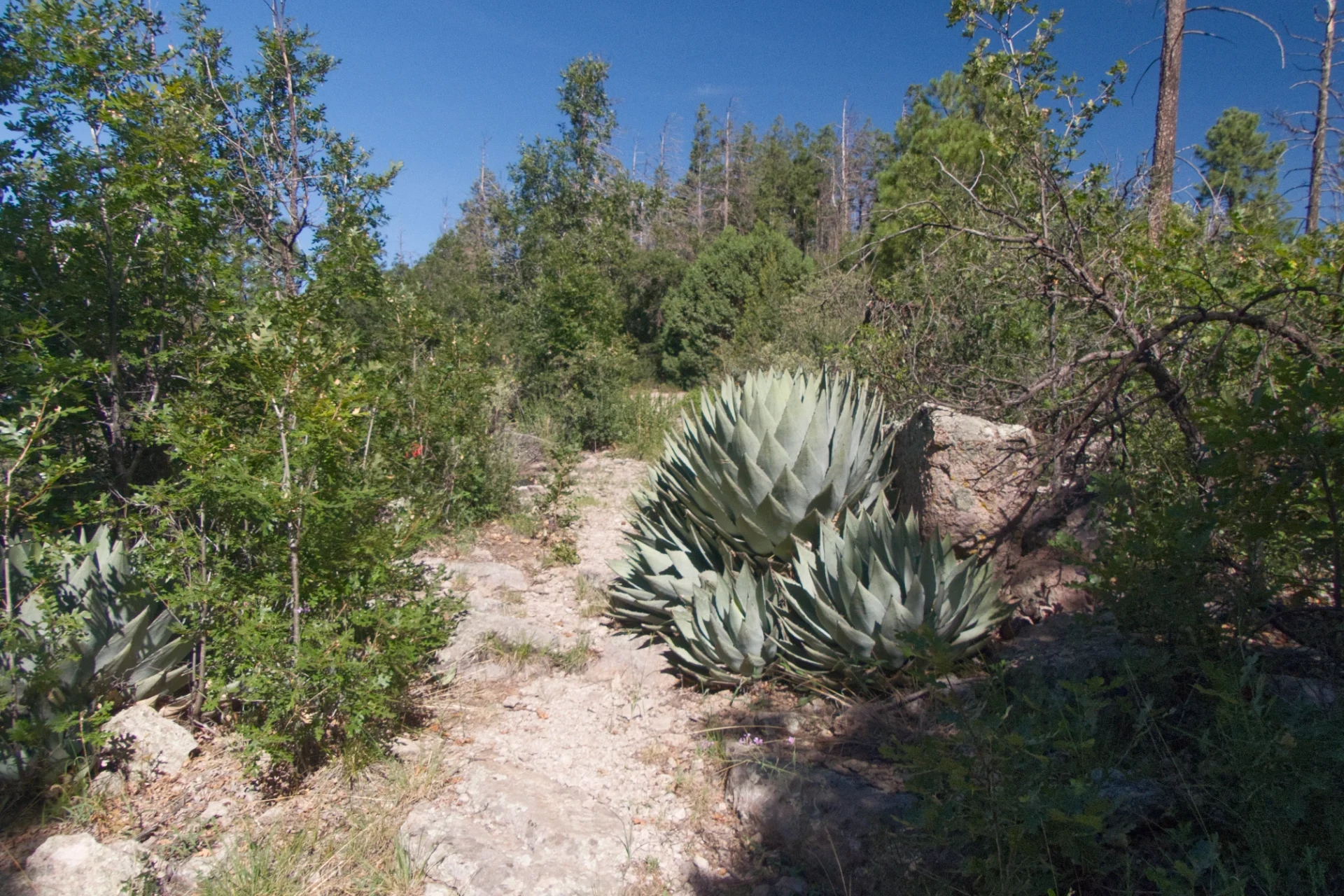 Along the spine of the ridge