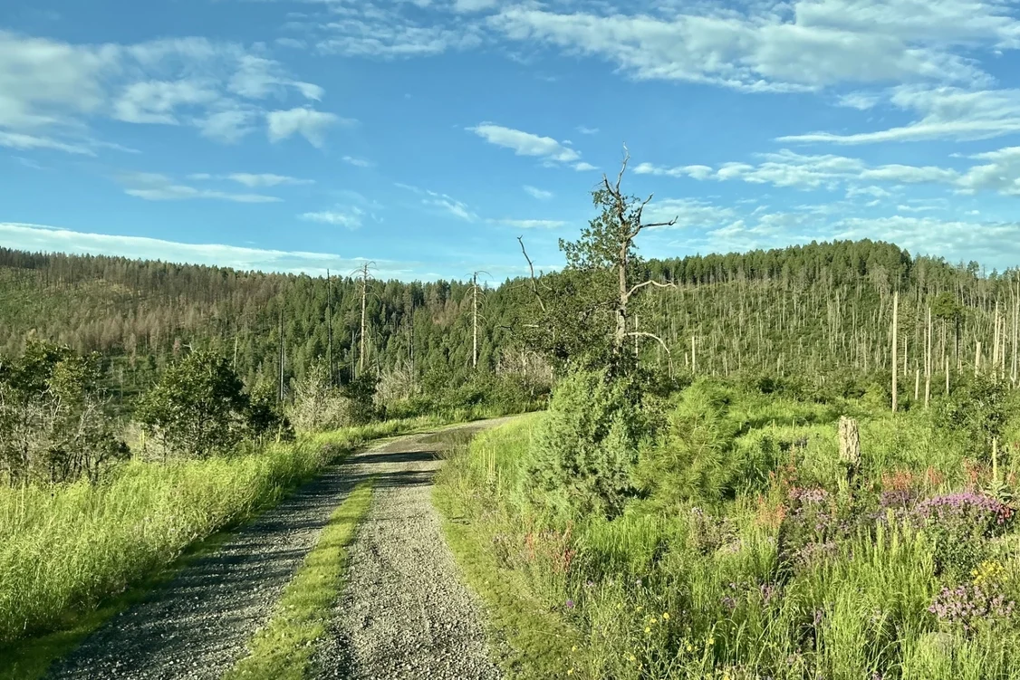 Road to Signal Peak
