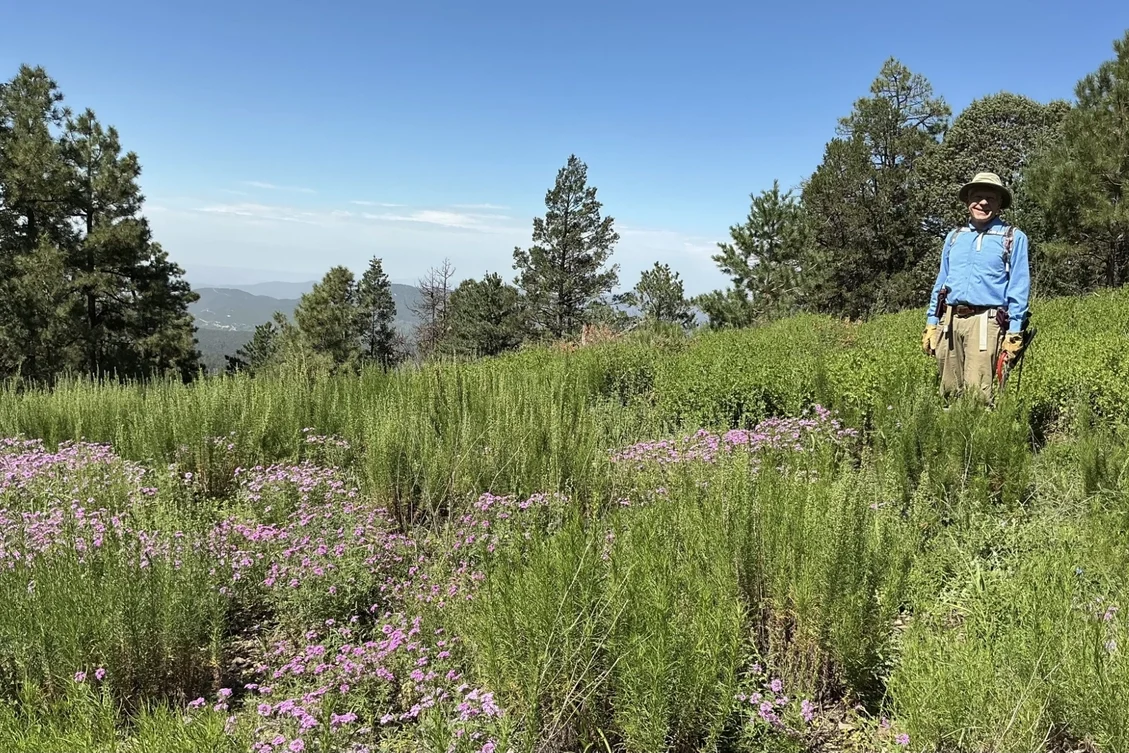 Summer wildflowers near Black Peak