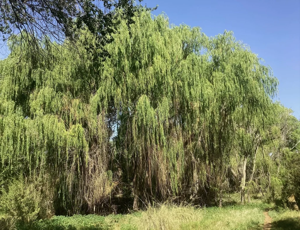 A giant willow tree in San Vicente Creek