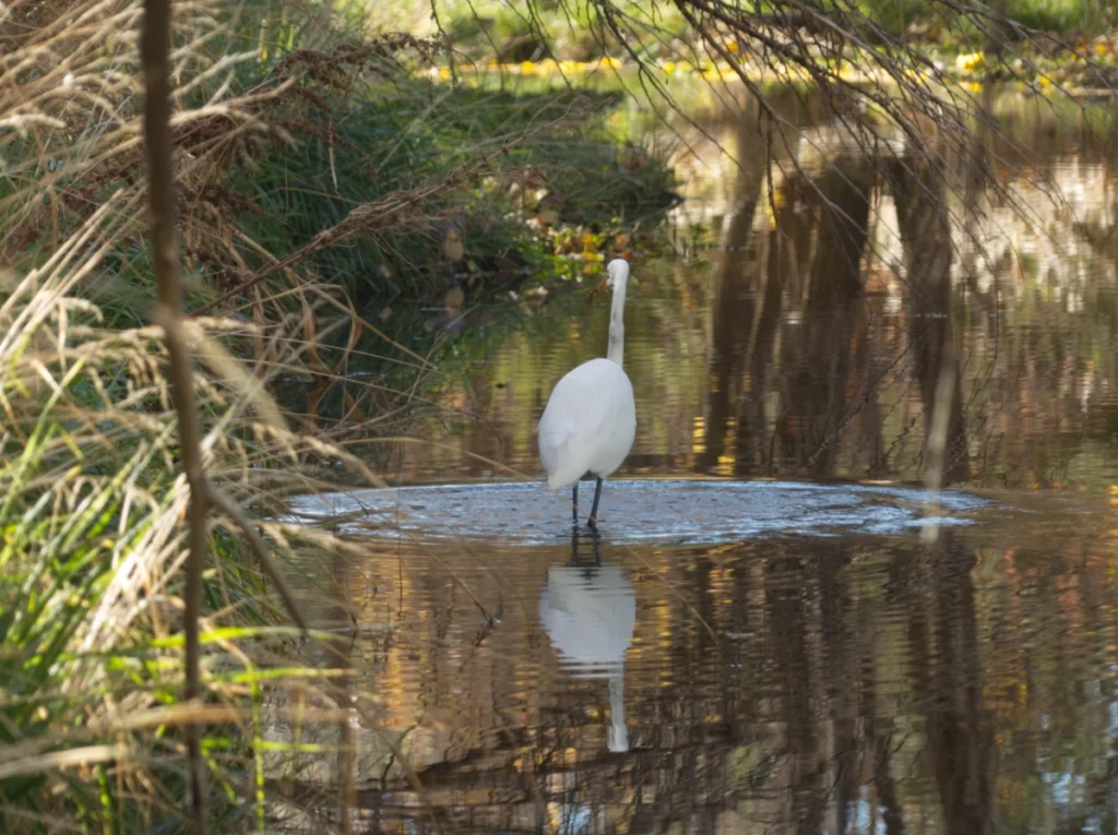Giant egret in San Vicente Creek
