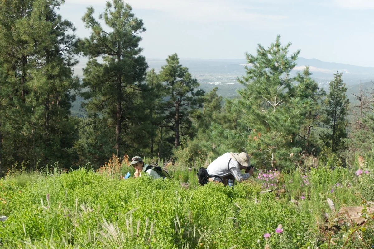 Photographing summer wildflowers near Black Peak