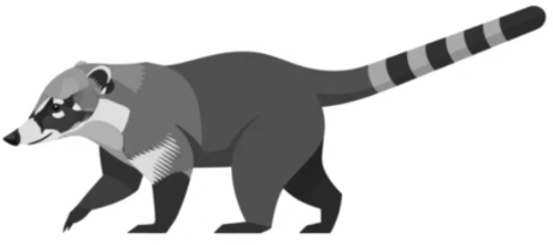 Hiking coati