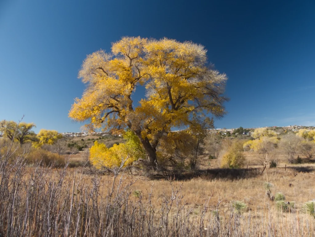 Bright yellow cottonwood in San Vicente Creek